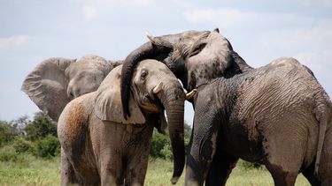 El 4 de octubre diversos países celebran el Día Mundial de los Animales