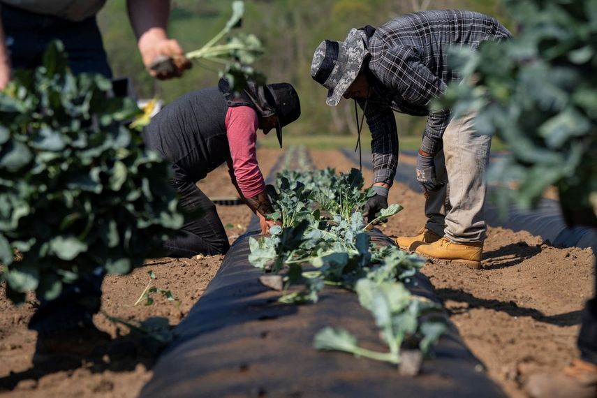 Trabajadores agrícolas en Estados Unidos en plena faena de siembra.