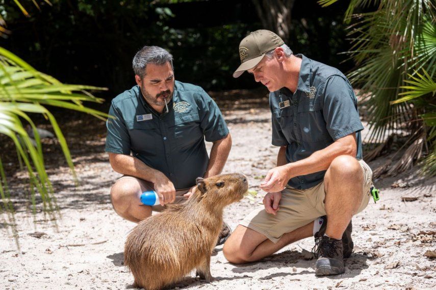 Una hembra de capibara, Iyari, con el personal del Zoológico de Palm Beach, Florida, el martes 25 de junio de 2024.&nbsp;