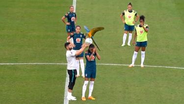 Un guacamayo interrumpe un entrenamiento de un equipo de fútbol femenino en Brasil.
