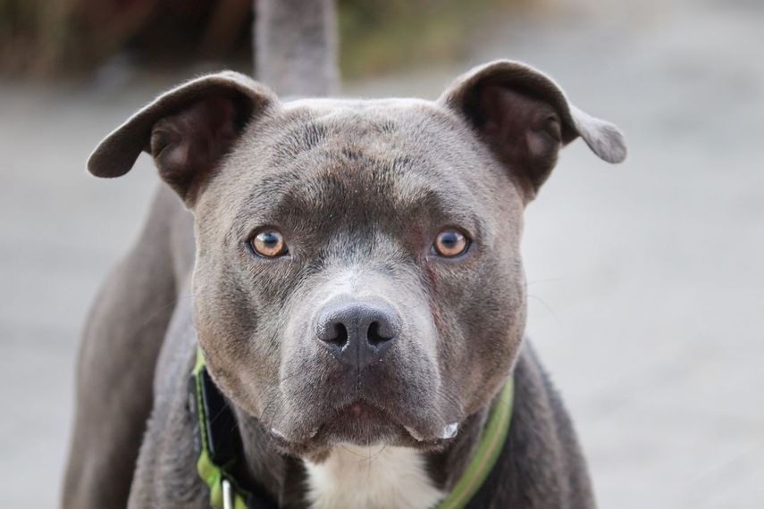 Imagen de referencia a un perro de raza Pitbull.