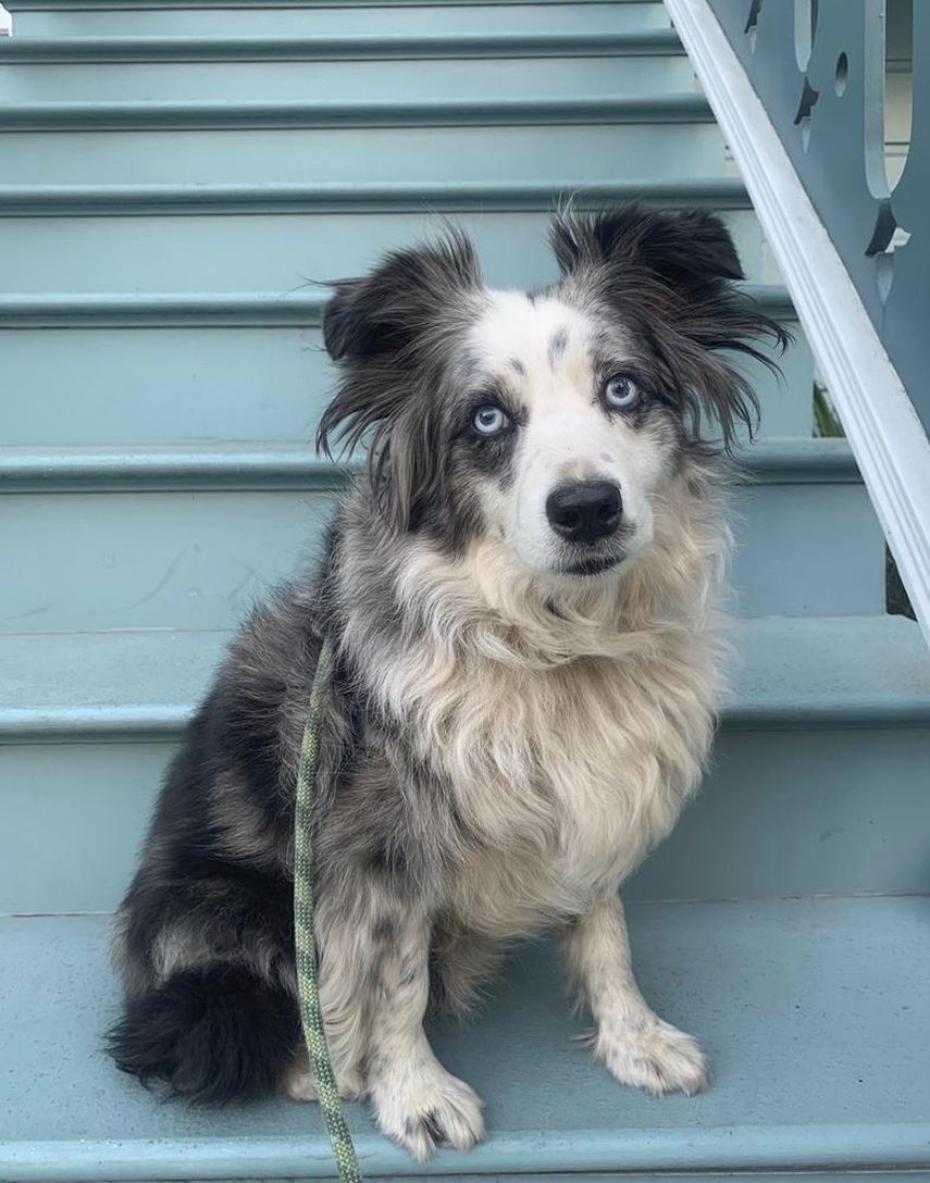 En esta fotograf&iacute;a sin fecha proporcionada por Emilie Talermo se ve a su perro Jackson, de raza pastor australiano miniatura, en San Francisco, California.&nbsp;