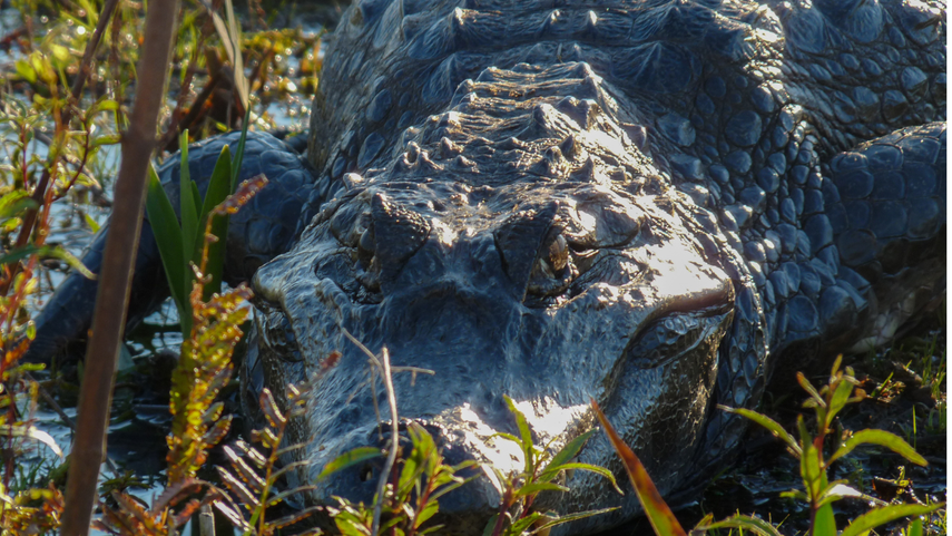Funerales religiosos en India por un cocodrilo vegetariano y divino