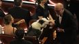 Messi, el perro de la película “Anatomía de una caída”, entre el público de los Óscar el domingo 10 de marzo de 2024, en el Teatro Dolby de Los Ángeles.&nbsp;