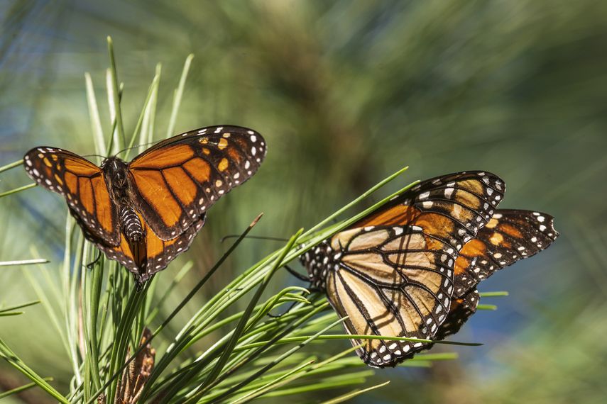 &nbsp;Mariposas monarca en unas ramas del santuario de Pacific Grove, California, el 10 de noviembre de 2021.&nbsp;