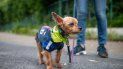En Japón, una patrulla de perros vigila a los niños En Japón, una patrulla de perros vigila a los niños