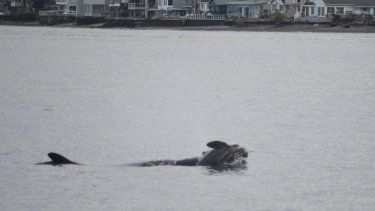 La imagen proporcionada por NOAA Fisheries muestra a la orca J35 (también llamada Tahlequah) cargando una cría recién nacida recién que murió en Puget Sound, frente a la costa de West Seattle, Washington, el 1 de enero de 2025.