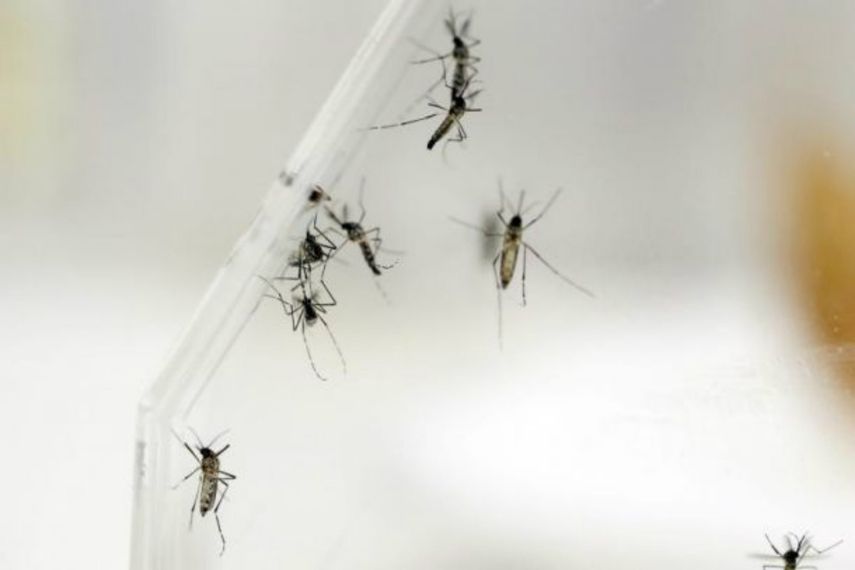 El mosquito Aedes aegypti es el portador del virus del Zika