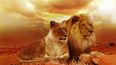 Después del tratamiento con oxitocina, los 23 leones que recibieron oxitocina se volvieron más tolerantes con los otros leones en su espacio.