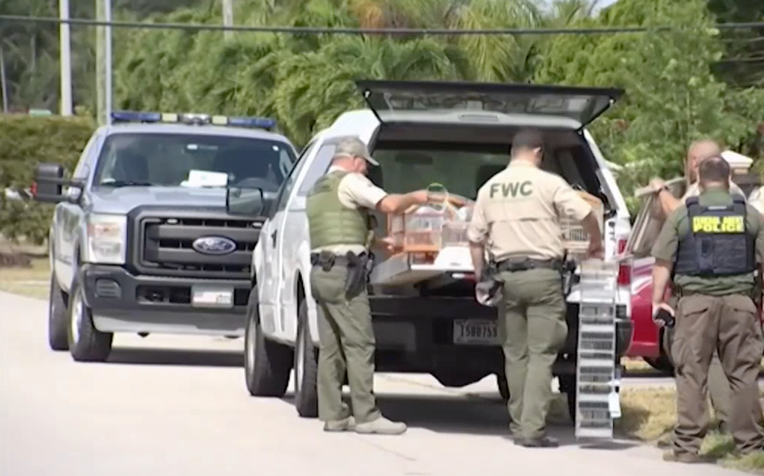 Las autoridades decomisaron las aves que estaban en una residencia de Miami.&nbsp;