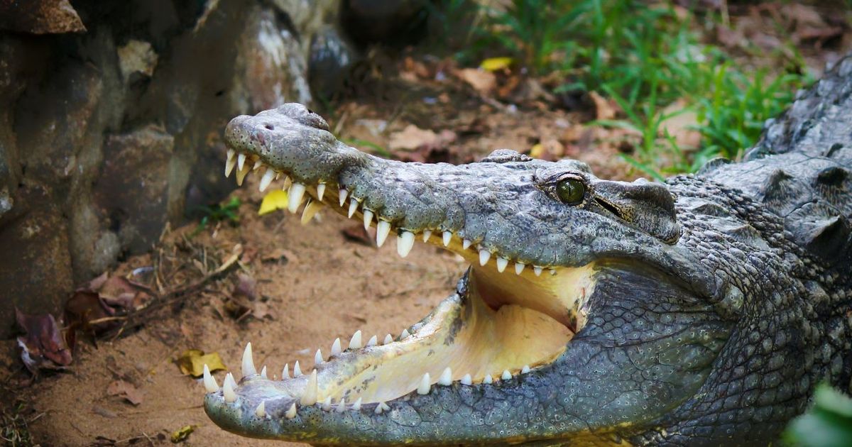 Alerta en lagos de Florida, mujer fallece por ataque de un caimán
