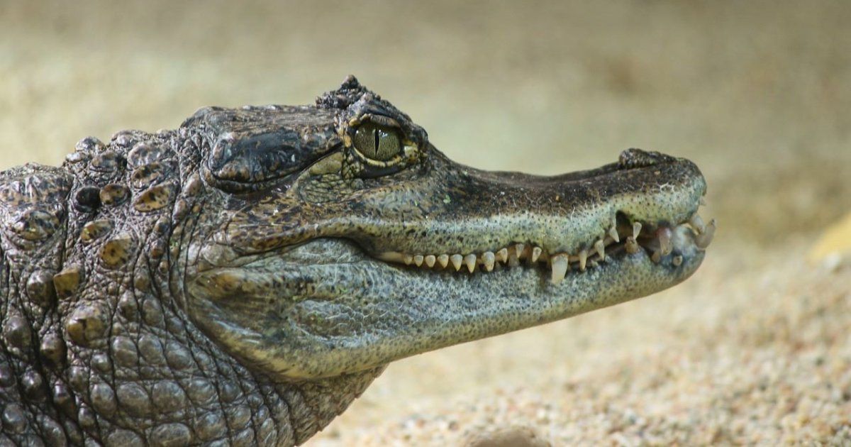 Un cocodrilo se da un baño en la piscina de un lujoso hotel en Australia