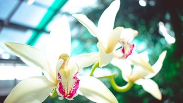 Imagen referencial.&nbsp;