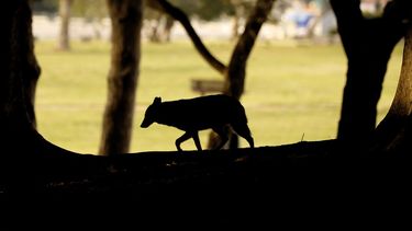 Un chacal pasea tranquilamente por un parque de Tel Aviv, Israel, mientras los humanos permanecen en cuarentena.