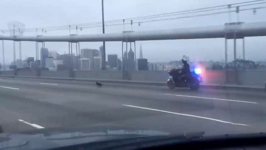 Una particular escena vieron los habitantes de San Francisco cuando un perrito hizo correr a un policía  