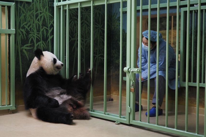 Un cuidador chino se sienta junto al recinto de la panda gigante embarazada Huan Huan, que significa feliz en chino, mientras esperan a que dé a luz en el zoológico de Beauval en Saint-Aignan-sur-Cher, en el centro de Francia. Dio a luz unos gemelos.