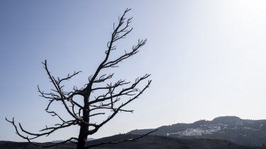 Un árbol quemado se ve en el poblado de Asklipio, en la isla griega de Rodas, en el sureste de Grecia, el miércoles 26 de julio de 2023. Grecia sufre su tercera ola de calor seguida y ha ordenado más evacuaciones por los incendios que llevan días ardiendo sin control.&nbsp; 