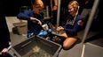 Los estudiantes de la Escuela de Ciencias Marinas y Atmosféricas de la Universidad de Miami Devon Ledbetter, izquierda; y Avery Boals mezclan pegamento para adjuntar pedazos de coral a un arrecife en un buceo nocturno para inspeccionar corales en Cayo Vizcaíno, Florida, el 15 de agosto del 2022.&nbsp;