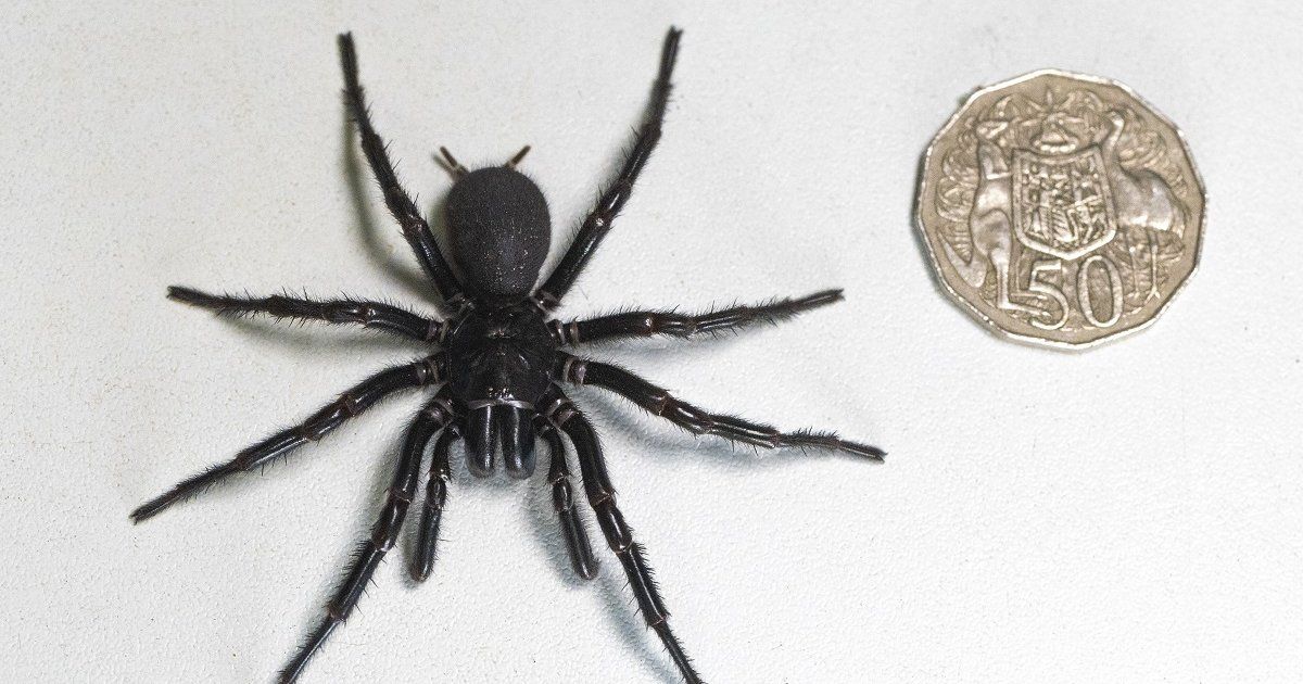Descubren una telaraña gigante con 111.000 arañas en una gruta de Grecia