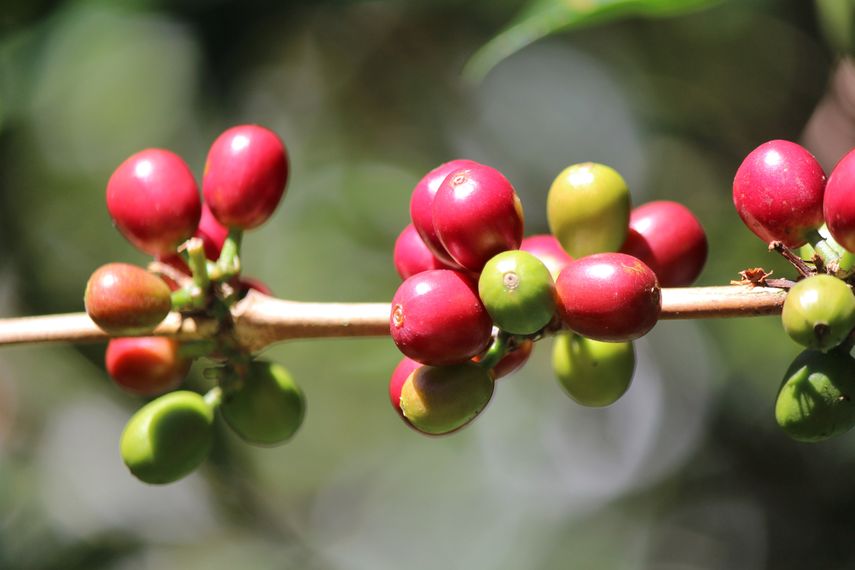 La exquisitez de este café panameño es explorada en la pieza audiovisual Geisha, una historia de altura, que el director&nbsp;Luis Gómez Su mostrará en el Festival Internacional de Cine (IFF) Panamá el lunes 8 de abril.