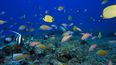 Foto del 6 de septiembre de 2017 provista por la Oficina Nacional de Administración Oceánica y Atmosférica de Estados Unidos donde se ven peces en el atolón Pearl y Hermes en Hawai.&nbsp;