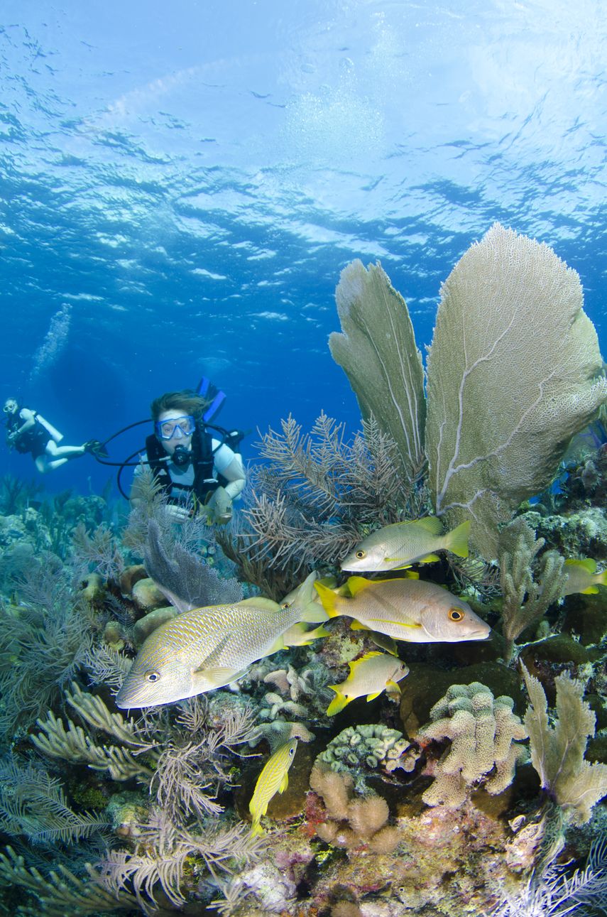 Bucear en las aguas de las Islas Caimán resulta una experiencia inolvidable.
