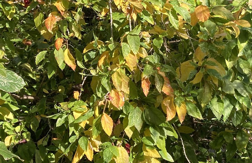 Plantas tropicales, como el marpacífico, sufren el frío y sus hojas cambian de colores.