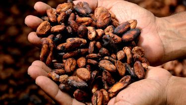 Semillas de cacao