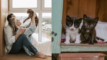 Durante la primavera suelen nacer más gatos, y los defensores de estos felinos exhortan a la comunidad a adoptar a los animalitos.&nbsp;