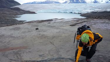 Descubren fósil completo de una hembra de ictiosaurio preñada&nbsp;