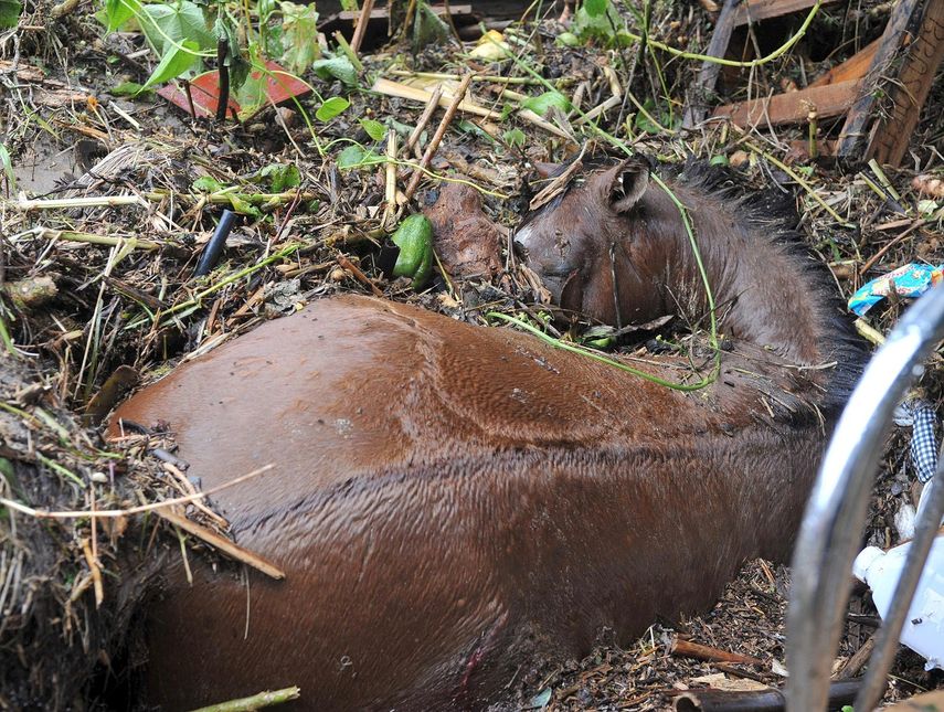 Un grupo de defensa animal denunció hoy el hallazgo de docenas de caballos muertos y en diferentes etapas de descomposición en Hialeah, en el condado de Miami-Dade, que al parecer fueron sacrificados para consumo humano y para rituales.