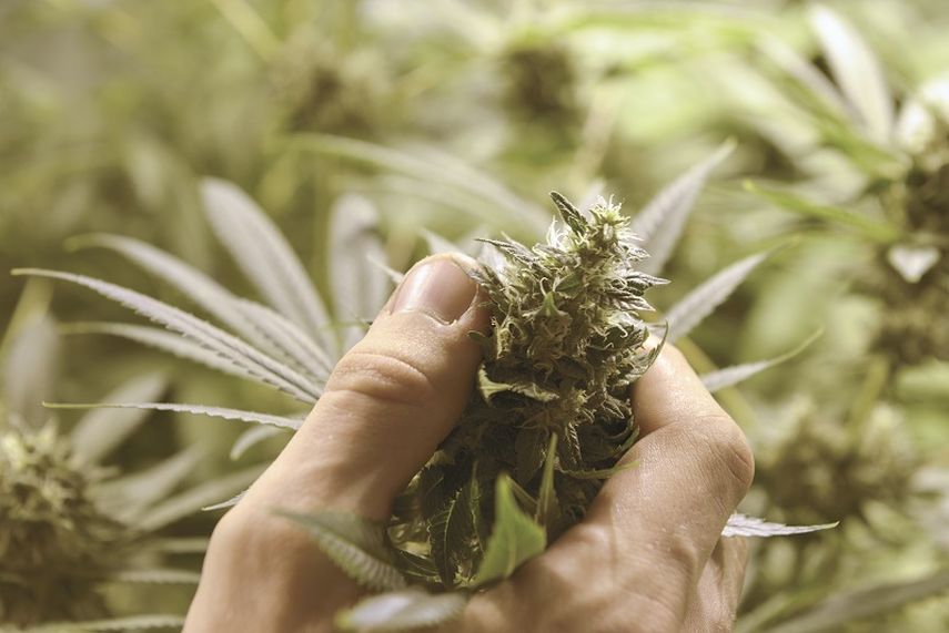 hay diferentes clases de cannabis, varias de ellas son utilizadas para tratar graves enfermedades (AP)