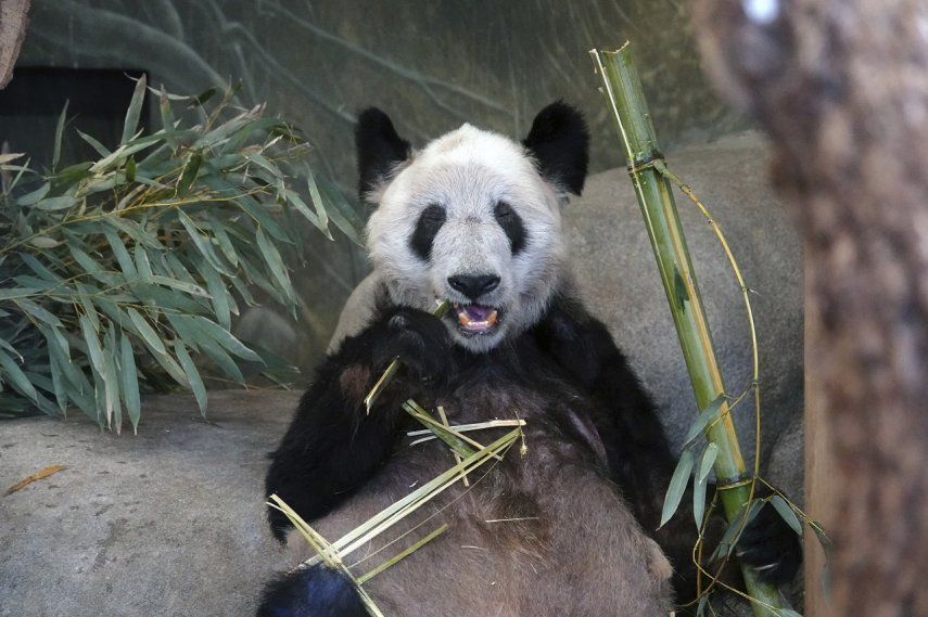 Ya Ya, una panda gigante, come bambú el 8 de abril de 2023, en el Zoológico de Memphis, Tennessee.&nbsp;