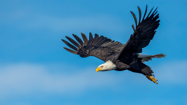 Águila volando