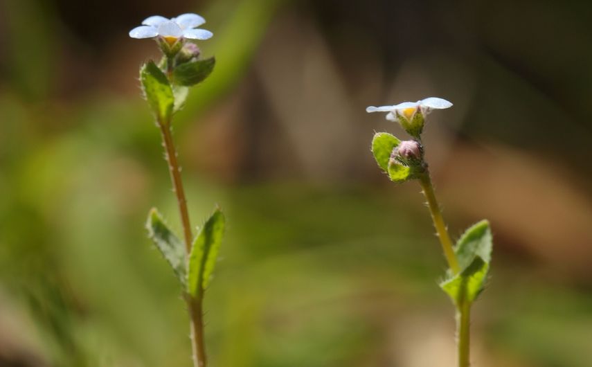 Primer plano de la especie vegetal Nomevés, redescubierta en Sevilla tras 42 años dada por extinguida.