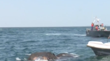 Rescatan a dos elefantes en el medio del mar