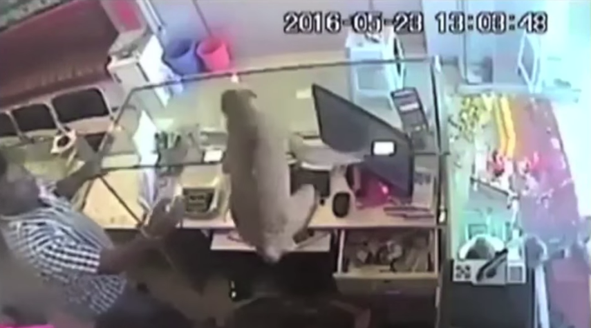 Este mono descarado consiguió robar 150 dólares en una joyería en Andhra Pradesh, Estado del sur de la India.El mono lanza al interior de la tienda una guayaba, intenta recuperarla, pero el empleado no se lo permite y le devuelve la fruta al an