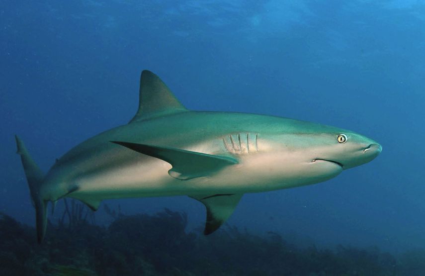 En lo que va de año se han registrado 16 ataques de tiburón en Florida, aunque ninguno de ellos tuvo consecuencias mortales, según el Archivo Internacional de Ataques de Tiburón. (ARCHIVO)