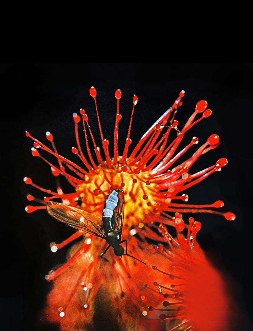 Detalle de la fotografía de una planta carnívora Drosera roraimae en el momento de engullir un insecto. Debido a la falta de nutrientes del suelo, estas plantas se alimentan de todo tipo de insectos para sobrevivir.&nbsp;