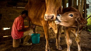 Fotografía de archivo fechada en noviembre del 2016 de un hombre ordeñando una vaca en el estado venezolano de Mérida.