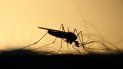 Imagen referencial de un mosquito. Imagen referencial de un mosquito.