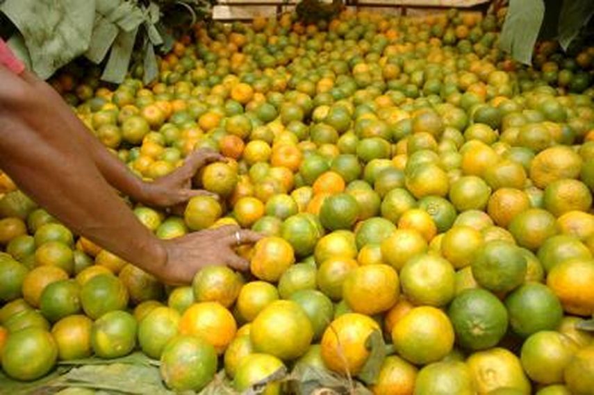 El equipo logró extraer unos 20 mililitros de biocombustible de unos 3 kilos de naranjas descartadas. (EFE)
