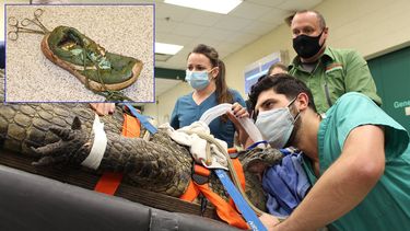 Veterinarios de la Universidad de Florida salvaron a un cocodrilo que se tragó un zapato.