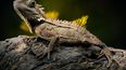 El 14 de agosto es el Día Mundial del Lagarto