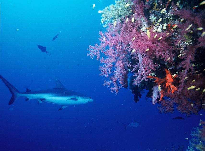 Mientras cada año mueren unas seis personas a causa de los ataques de tiburones, los pescadores matan a unos 100 millones de escualos y rayas al año, dice el informe.
