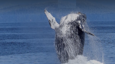 regresan las ballenas azules a california