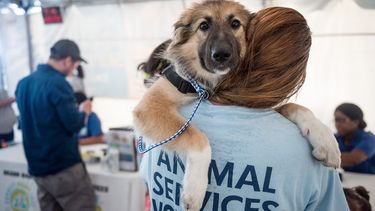 Servicios de animales de Miami-Dade. 