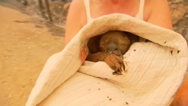 Koala rescatado en Australia.&nbsp;