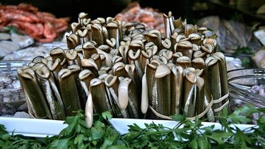 Los científicos explican que la familia de los moluscos marinos Notodiaphanidae contaba con una sola especie que habita en el Sur del océano índico. (FOTO ARCHIVO, de carácter ilustrativo)