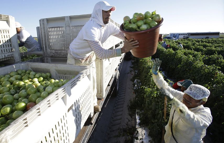 En la imagen, agricultores de la Coalición de Trabajadores de Immokalee, en su gran mayoría inmigrantes hispanos que recogen tomates en la región central del estado de la Florida.